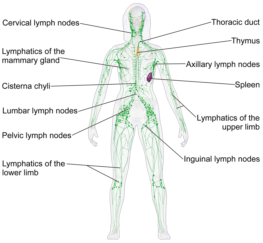 The Lymphatic System