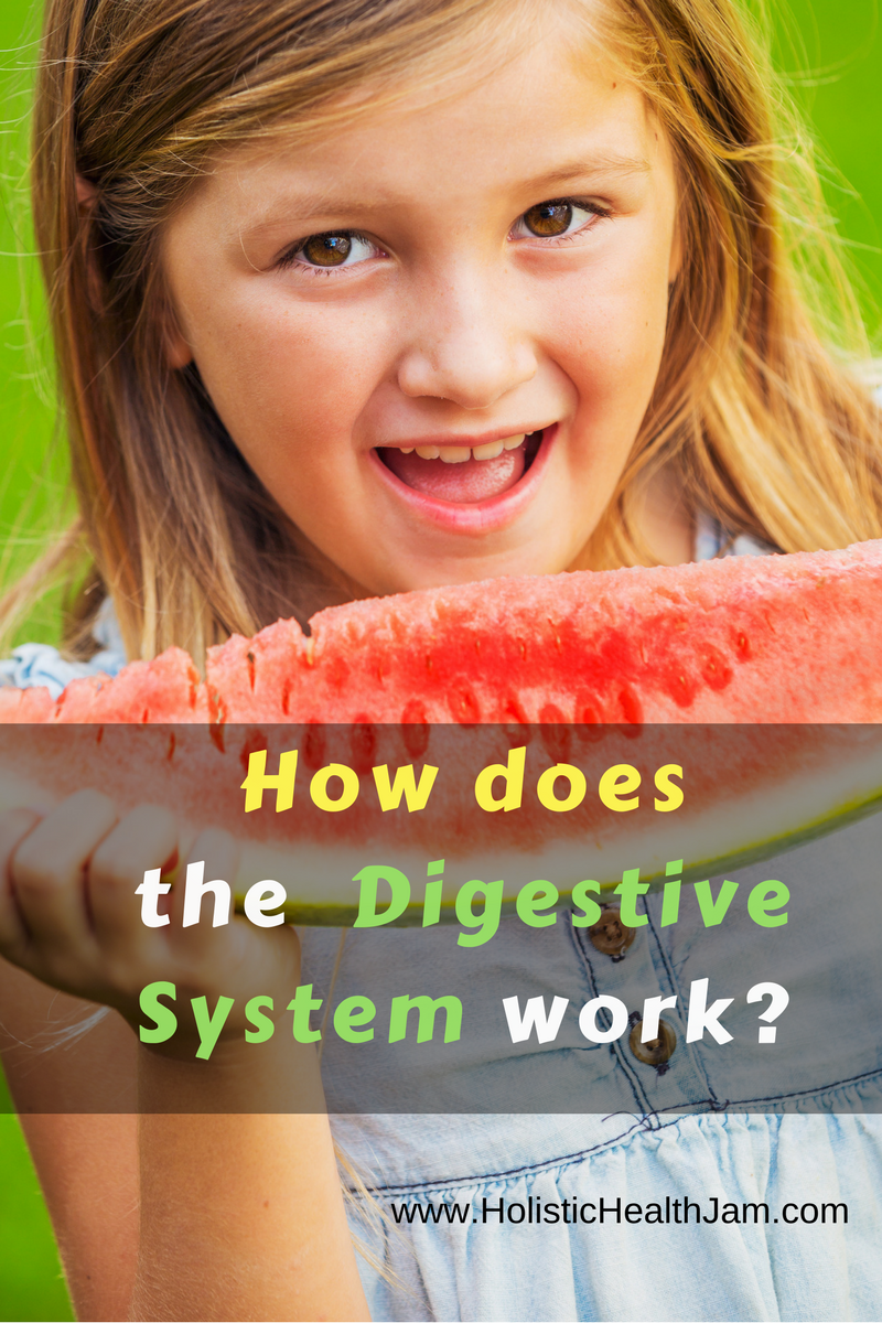 How does the digestive system work