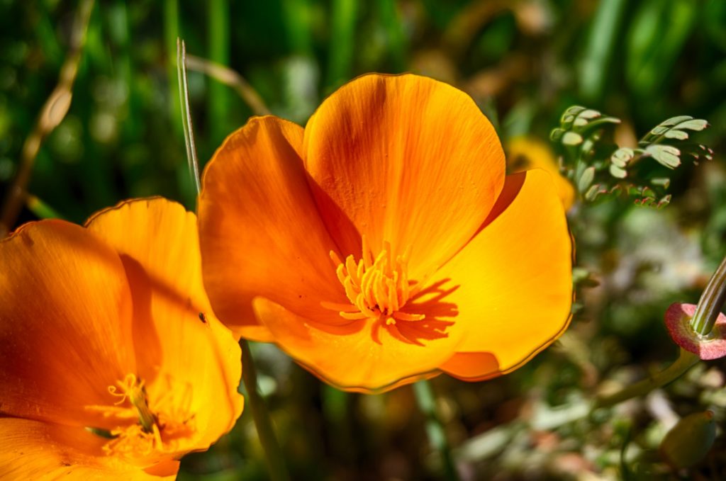 California Poppy