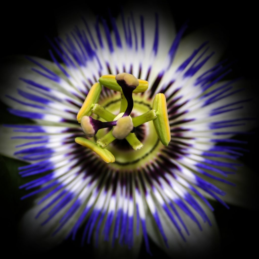 Passion Flower