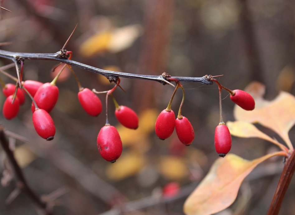 barberry