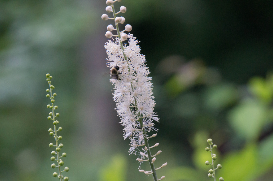 Black Cohosh