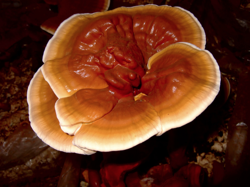 Reishi Mushroom