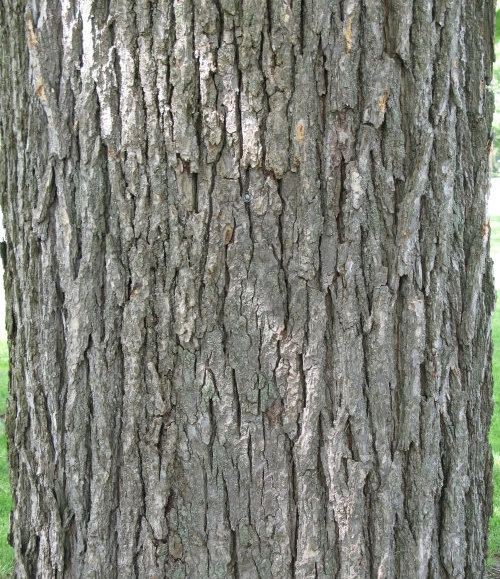 slippery-elm-bark